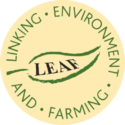 Leaf