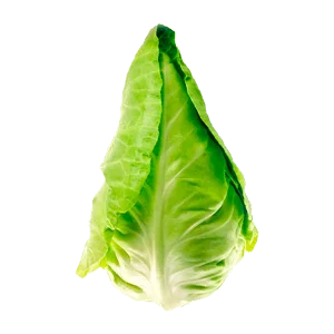 Pointed Cabbage
